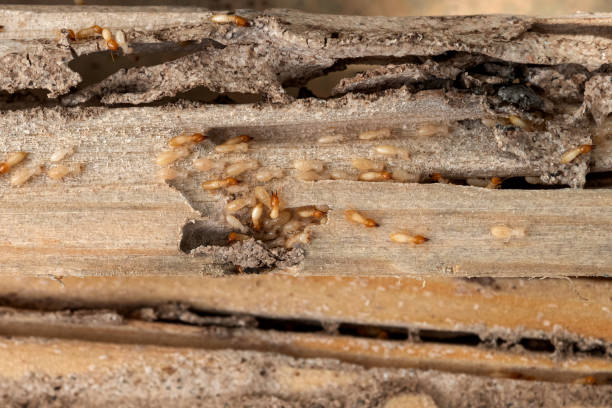 Best Exterminator Services  in Matamoras, OH